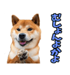 熊本弁☆柴犬（個別スタンプ：34）