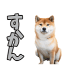 熊本弁☆柴犬（個別スタンプ：35）