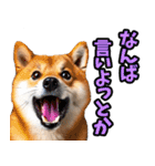 熊本弁☆柴犬（個別スタンプ：37）