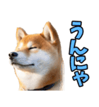 熊本弁☆柴犬（個別スタンプ：38）