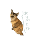 マブとハルとサラダ（猫）（個別スタンプ：1）