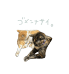 マブとハルとサラダ（猫）（個別スタンプ：4）