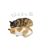 マブとハルとサラダ（猫）（個別スタンプ：5）