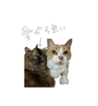 マブとハルとサラダ（猫）（個別スタンプ：8）