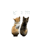 マブとハルとサラダ（猫）（個別スタンプ：9）