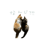 マブとハルとサラダ（猫）（個別スタンプ：10）