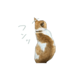 マブとハルとサラダ（猫）（個別スタンプ：12）