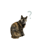 マブとハルとサラダ（猫）（個別スタンプ：13）
