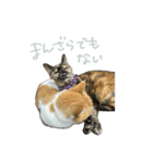 マブとハルとサラダ（猫）（個別スタンプ：14）
