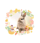 うさぎのきび丸（個別スタンプ：1）