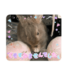 うさぎのきび丸（個別スタンプ：2）