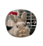 うさぎのきび丸（個別スタンプ：7）