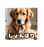 表情豊かなゴールデンレトリーバースタンプ（個別スタンプ：3）