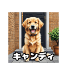 表情豊かなゴールデンレトリーバースタンプ（個別スタンプ：38）