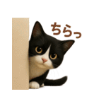 ハチワレBOYS（個別スタンプ：37）