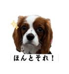 敬語＆日常キャバリア フィービー（個別スタンプ：6）