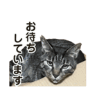 たまちゃんとレンちゃん（個別スタンプ：4）