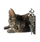たまちゃんとレンちゃん（個別スタンプ：5）