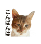 たまちゃんとレンちゃん（個別スタンプ：15）