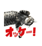 たまちゃんとレンちゃん（個別スタンプ：16）