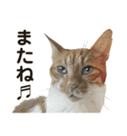 たまちゃんとレンちゃん（個別スタンプ：25）