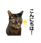 たまちゃんとレンちゃん（個別スタンプ：34）
