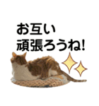 たまちゃんとレンちゃん（個別スタンプ：37）