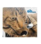 個性豊かな8猫家族 vol.2（個別スタンプ：3）