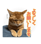 個性豊かな8猫家族 vol.2（個別スタンプ：5）