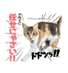 個性豊かな8猫家族 vol.2（個別スタンプ：7）