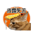 個性豊かな8猫家族 vol.2（個別スタンプ：8）