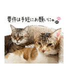 個性豊かな8猫家族 vol.2（個別スタンプ：9）