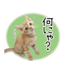 個性豊かな8猫家族 vol.2（個別スタンプ：11）