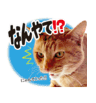 個性豊かな8猫家族 vol.2（個別スタンプ：12）