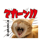 個性豊かな8猫家族 vol.2（個別スタンプ：13）