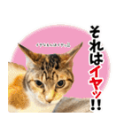 個性豊かな8猫家族 vol.2（個別スタンプ：14）