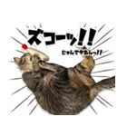 個性豊かな8猫家族 vol.2（個別スタンプ：16）