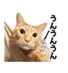 個性豊かな8猫家族 vol.2（個別スタンプ：17）