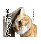 個性豊かな8猫家族 vol.2（個別スタンプ：18）
