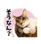 個性豊かな8猫家族 vol.2（個別スタンプ：19）