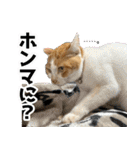 個性豊かな8猫家族 vol.2（個別スタンプ：20）