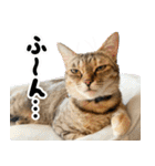 個性豊かな8猫家族 vol.2（個別スタンプ：21）