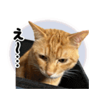 個性豊かな8猫家族 vol.2（個別スタンプ：22）