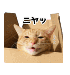 個性豊かな8猫家族 vol.2（個別スタンプ：23）