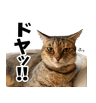 個性豊かな8猫家族 vol.2（個別スタンプ：24）