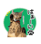 個性豊かな8猫家族 vol.2（個別スタンプ：25）