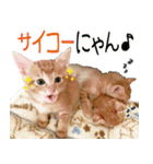 個性豊かな8猫家族 vol.2（個別スタンプ：27）