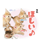 個性豊かな8猫家族 vol.2（個別スタンプ：28）