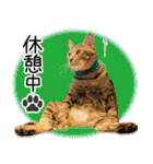 個性豊かな8猫家族 vol.2（個別スタンプ：29）