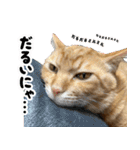 個性豊かな8猫家族 vol.2（個別スタンプ：30）